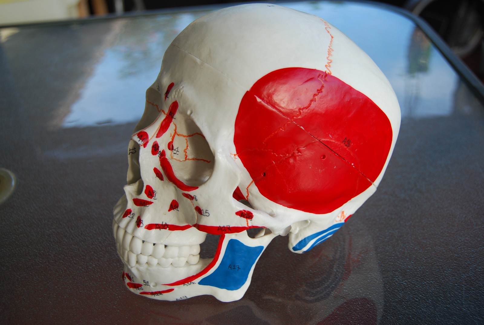 Detailed Life-Size Anatomical Skull Model – Ideal for Teaching & Reference