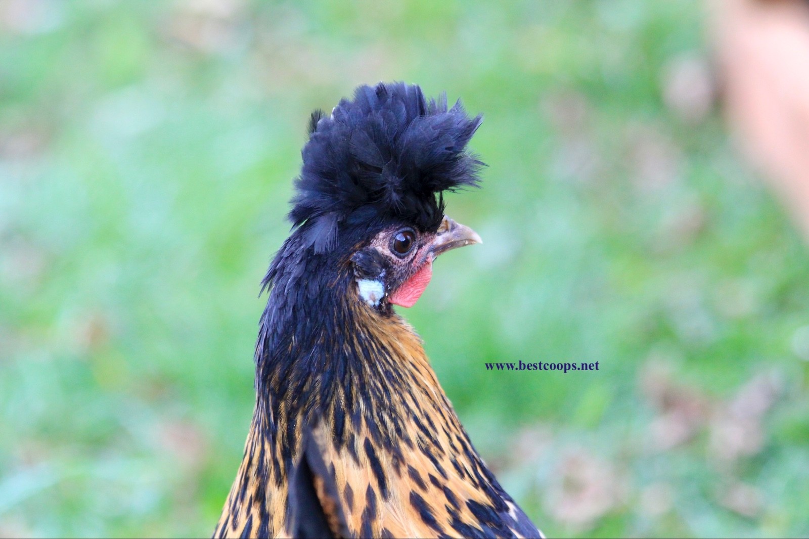 10+ Gold Appenzeller Chicken Hatching Eggs