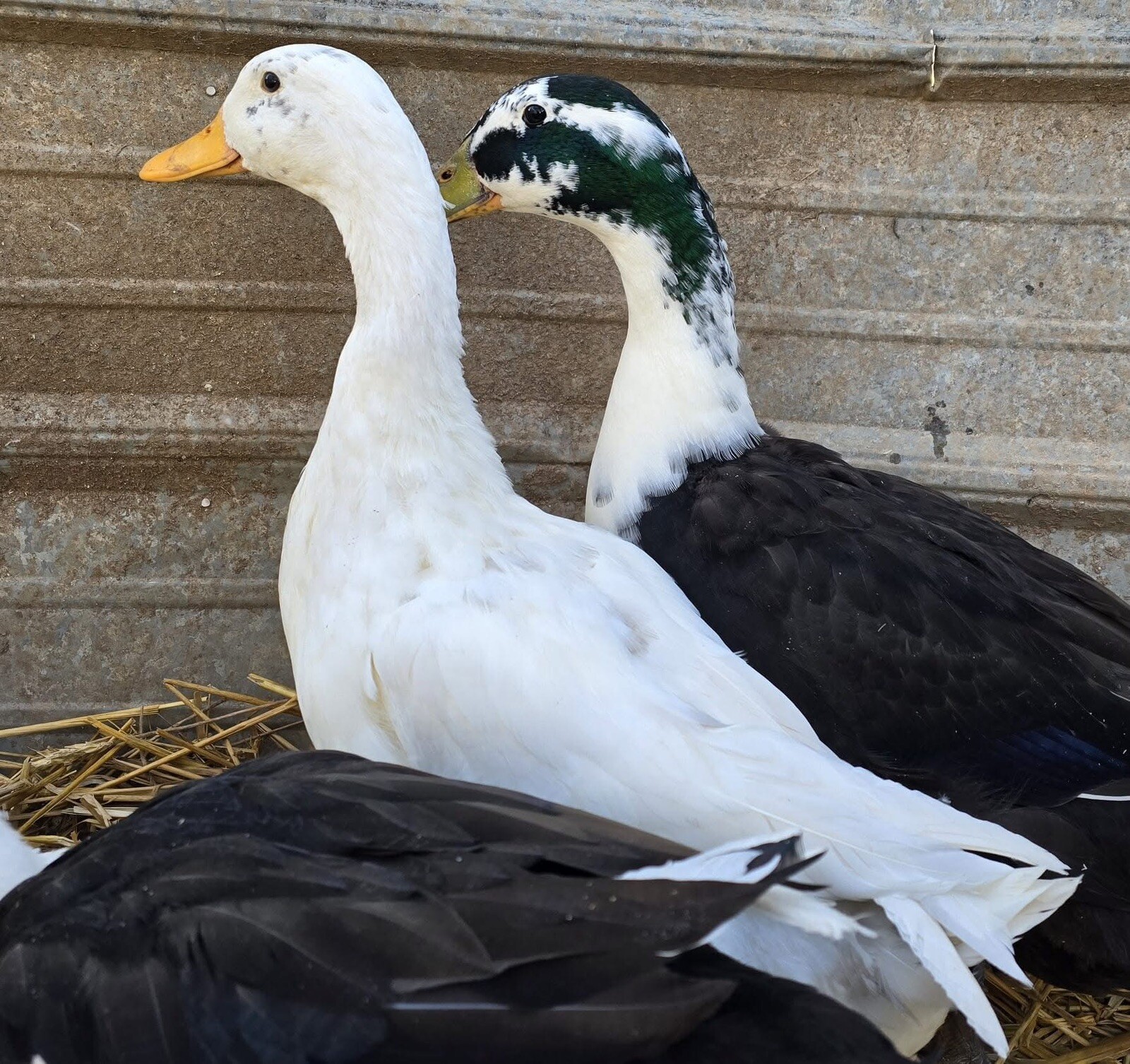 12+ Assorted Duck Fertile Hatching Eggs – Cayuga, Blue Sweddish, Acona, Magpie