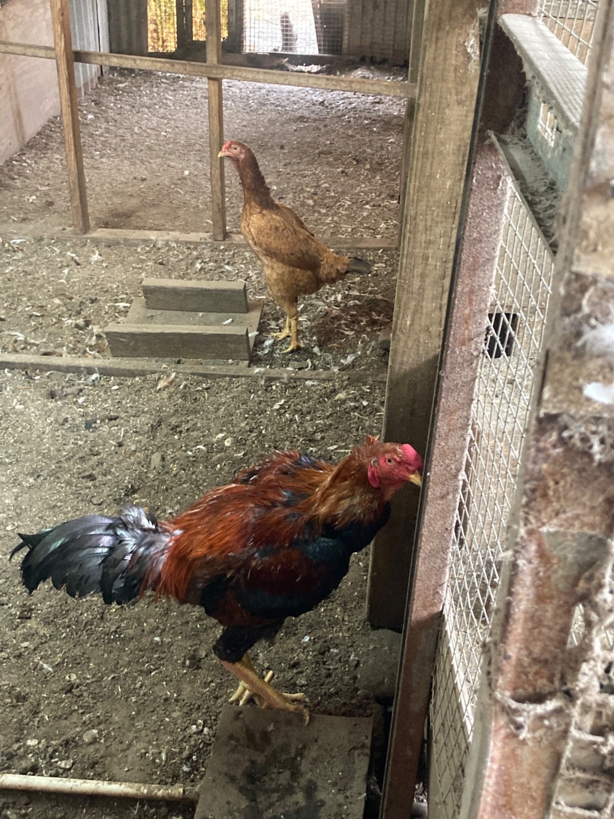 7 FRESH Indio Gigante Hatching Eggs shipped either USPS or 2 Day FedEx