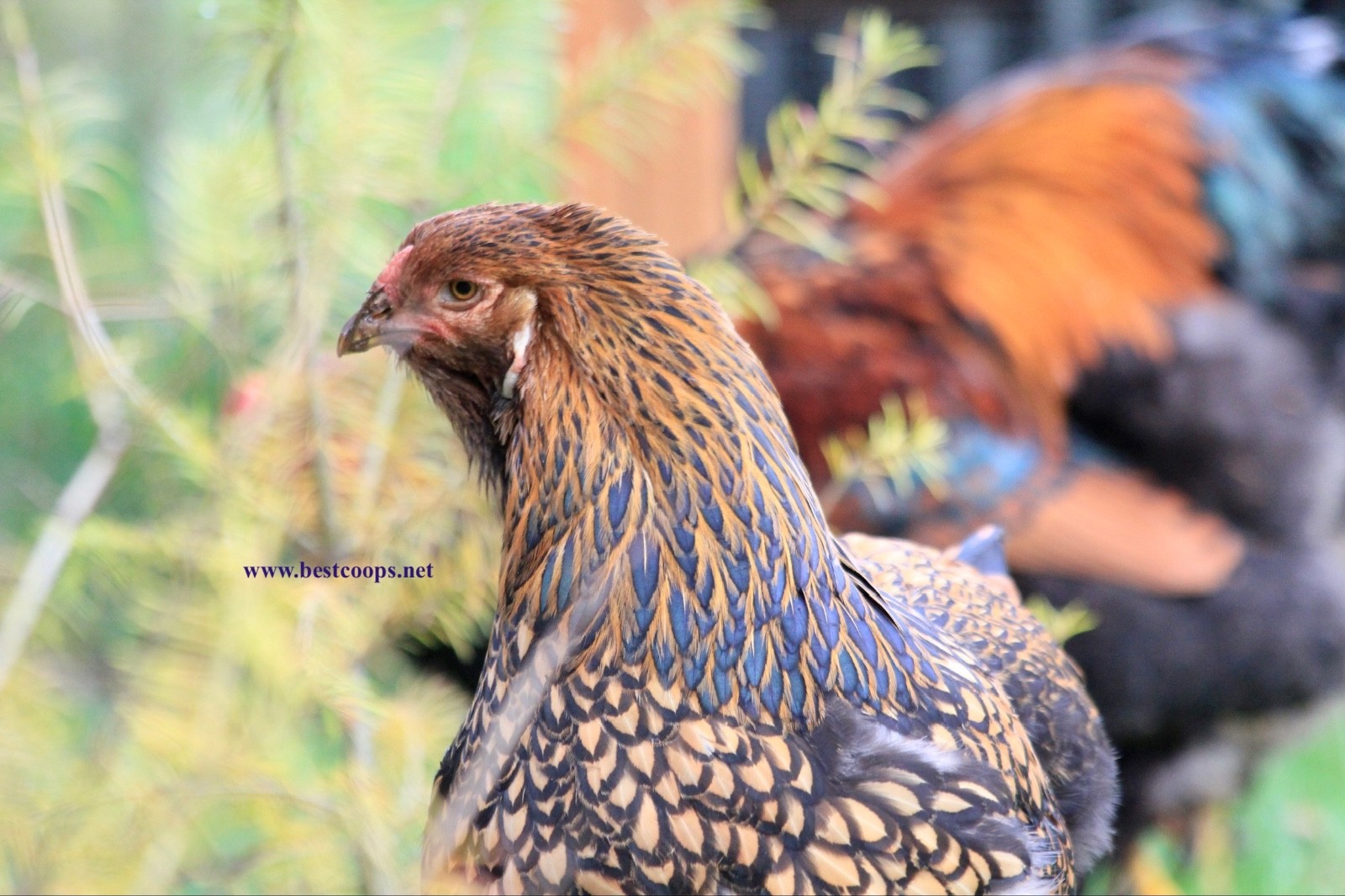 10+ Gold Laced Brahma Fertile Chicken Hatching Eggs Gentle Large Breed