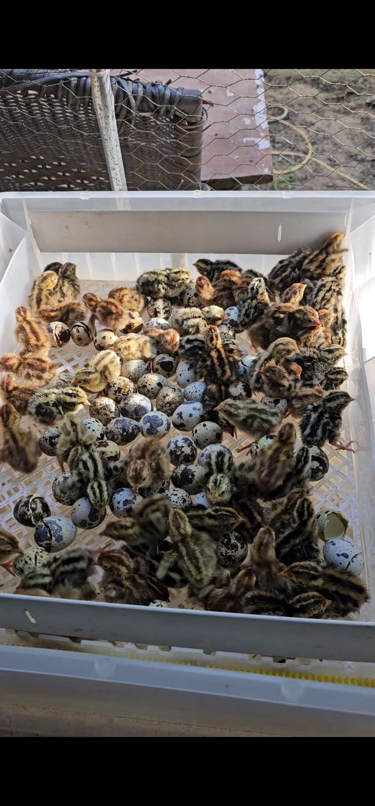 Live Quail Chicks Mixed Colors – Quail Poultry Type, Live Bird, 40 Eggs!!