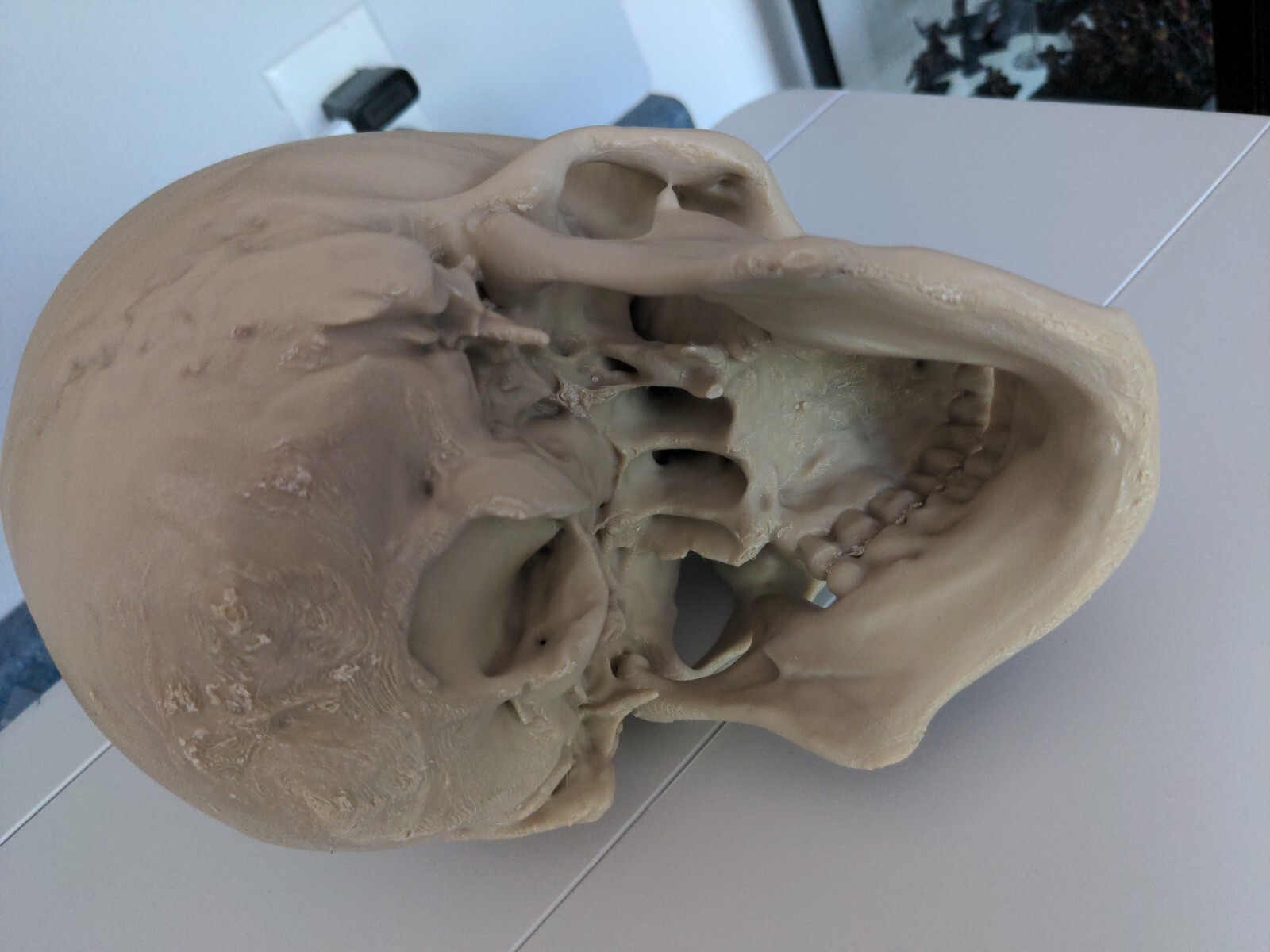Anatomically Correct Human Skull 3d Printed!