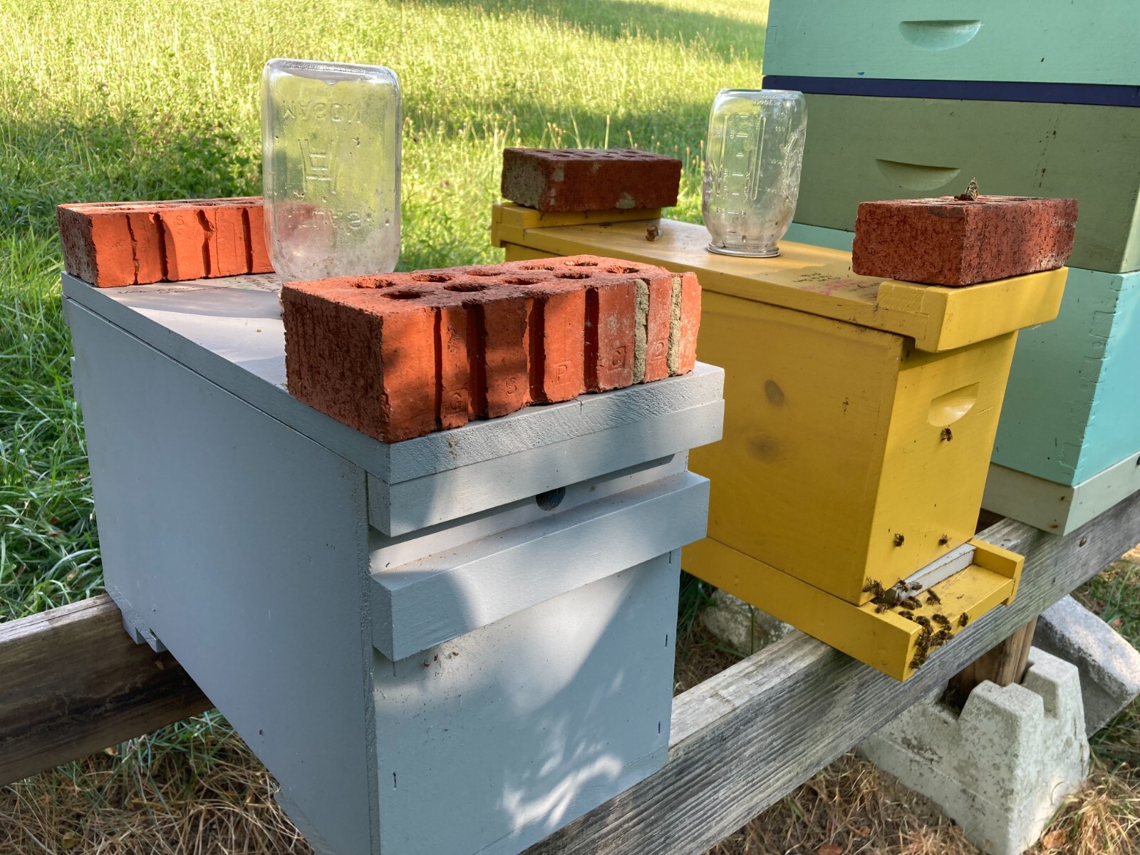 Live Caucasian Honey Bee Queen 50% * Mated, Marked & Laying * Ships 7-6-2026
