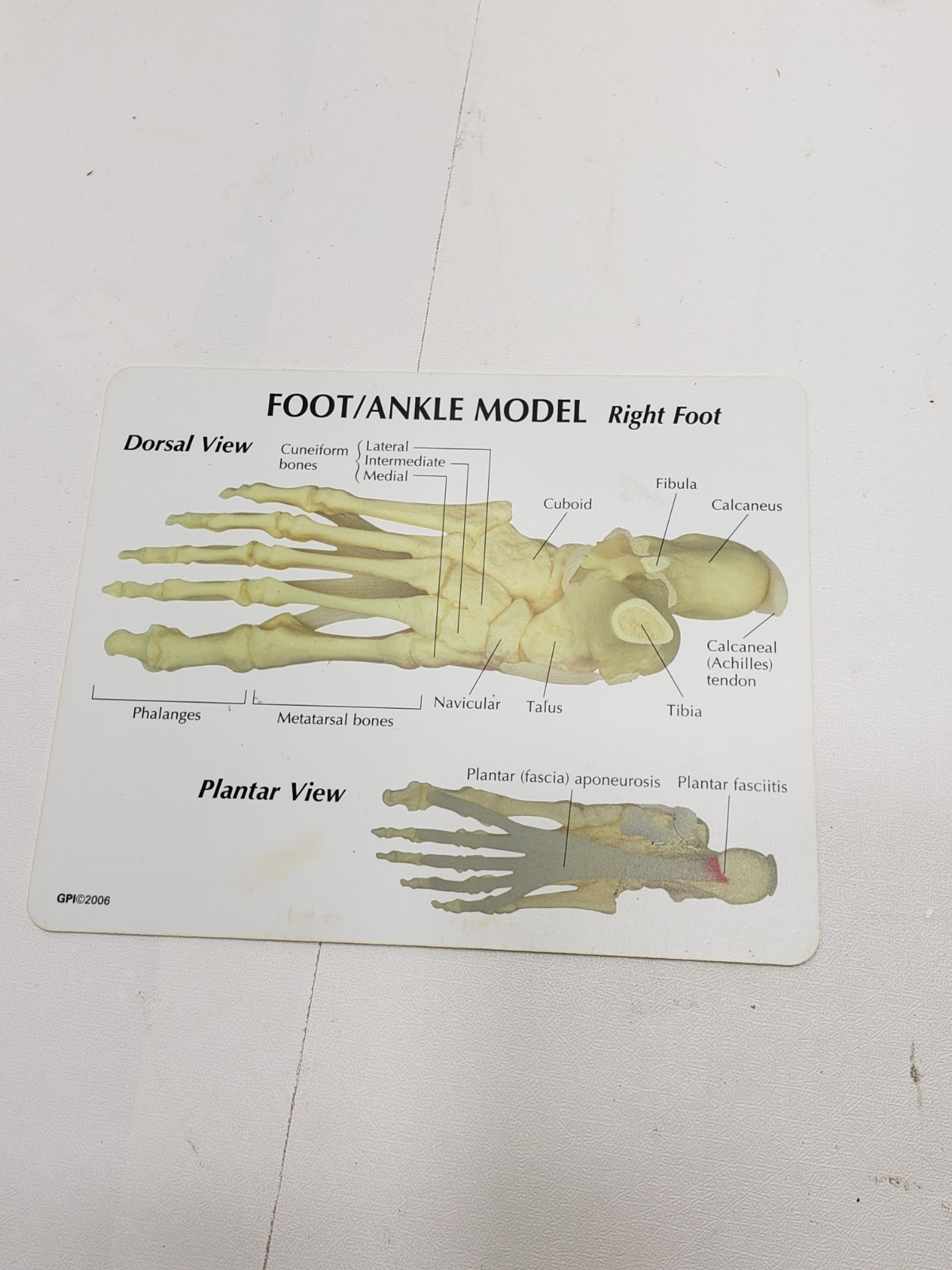 GPI Anatomical Right Foot Ankle Model Ligament Bone Anatomy Display Teaching Aid