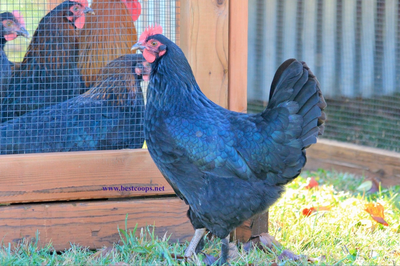 10+ Fertile Black Copper Marans Chicken Hatching Eggs