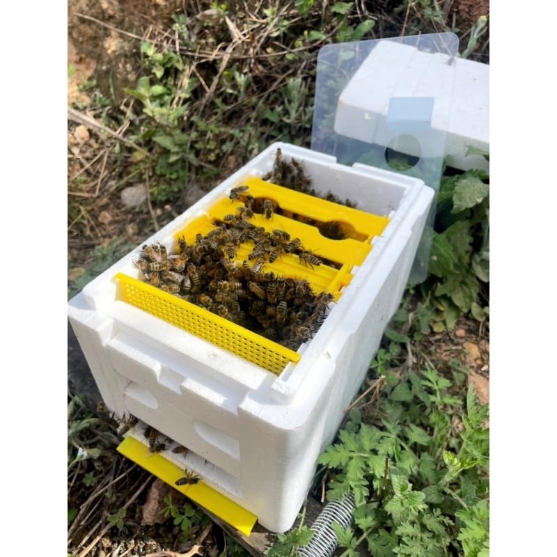 Mini Mating Nuc Box Queen Breeding Box Beekeeping Equipment Foam Queen Rearing H