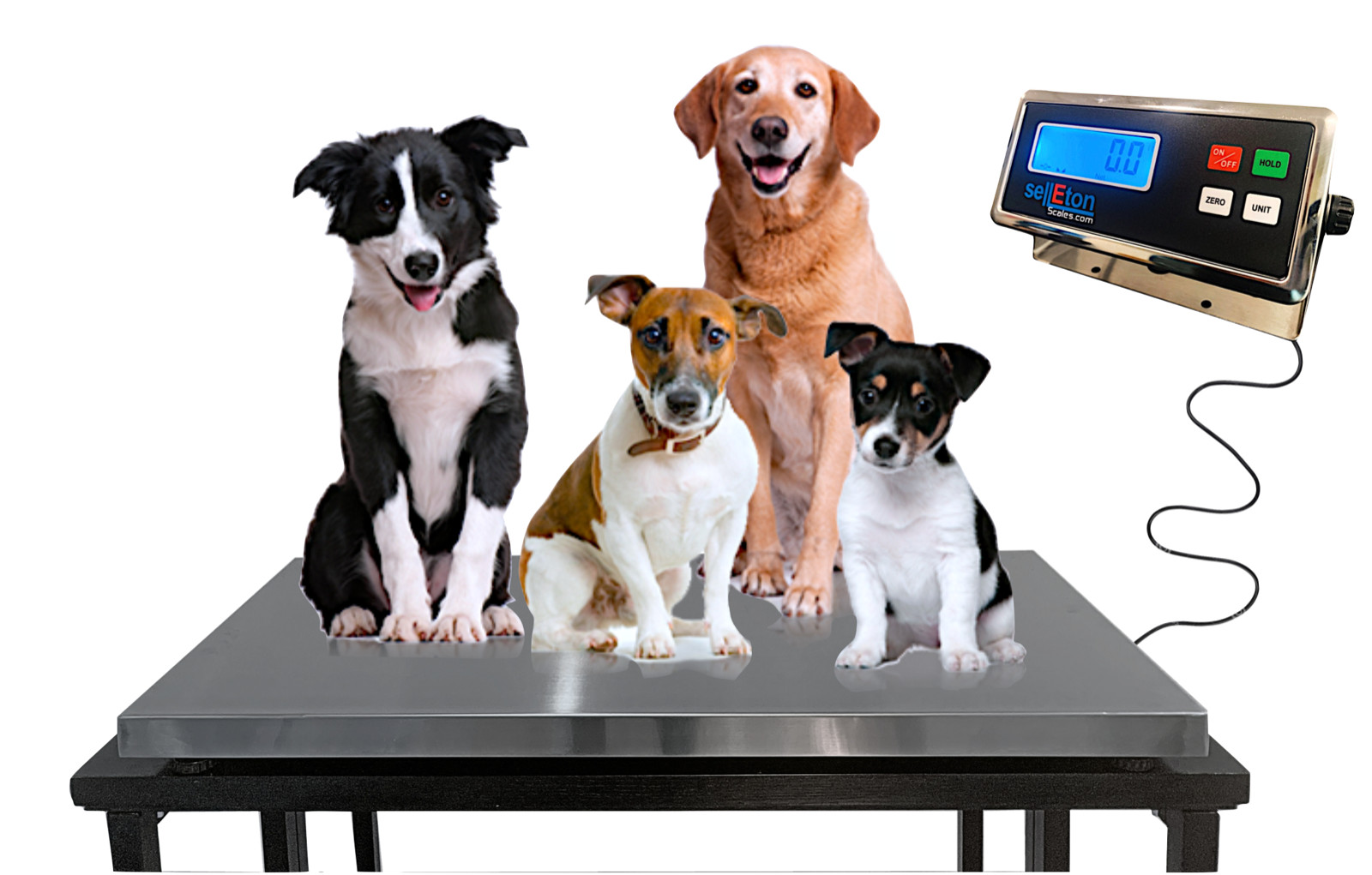Heavy Duty 1,000 x 0.2 lb Veterinary or Industrial Freight Scale Livestock Scale