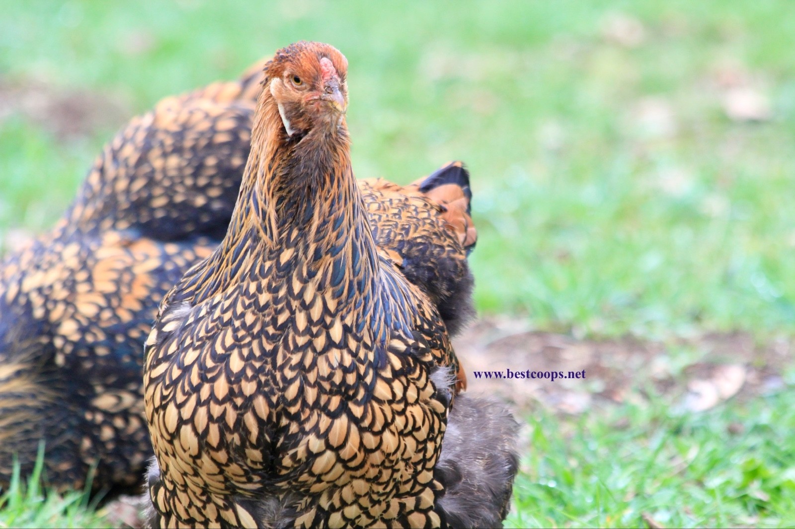 10+ Gold Laced Brahma Fertile Chicken Hatching Eggs Gentle Large Breed