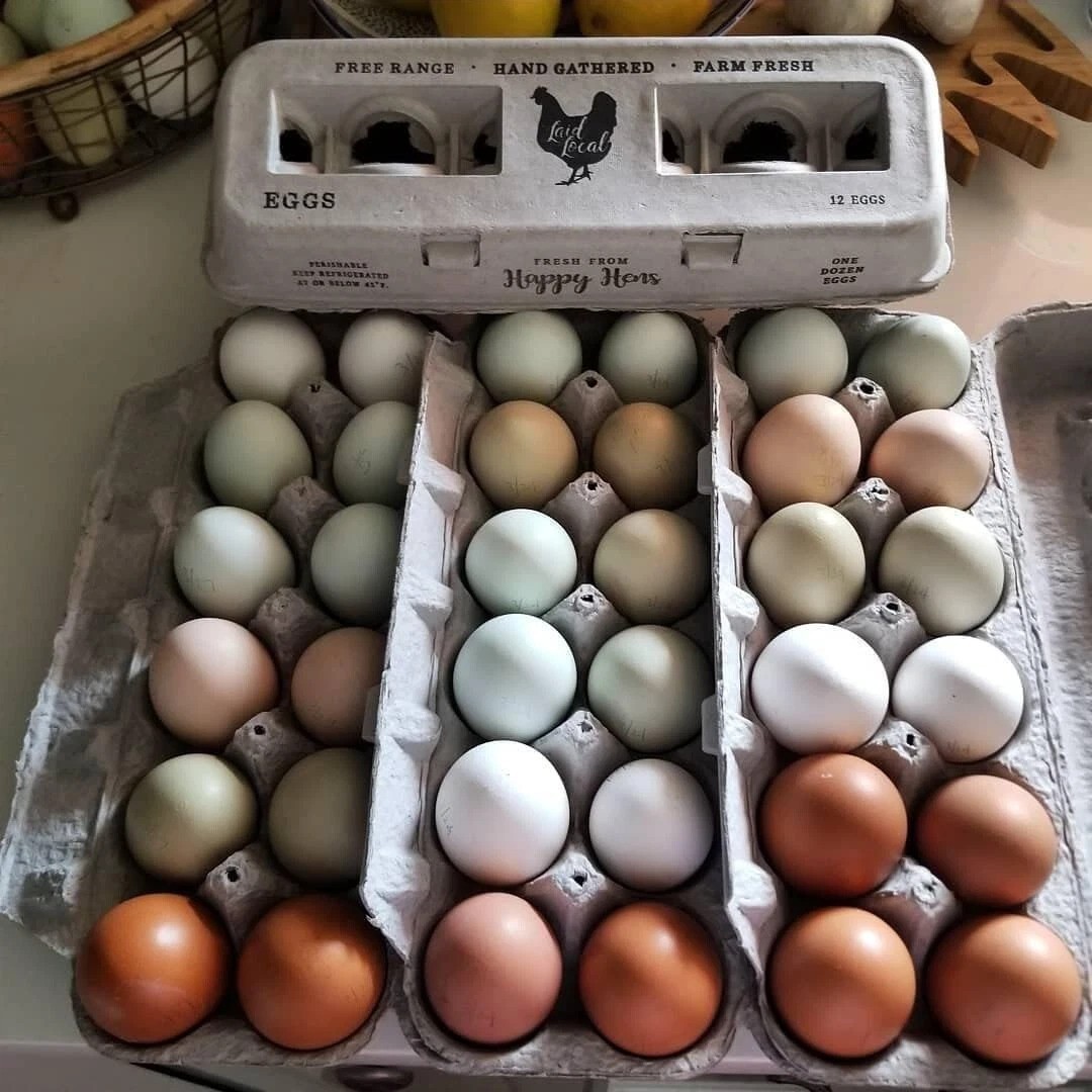 Vintage Printed Egg Cartons – 90 Carton Value Pack – Securely Holds One Dozen…
