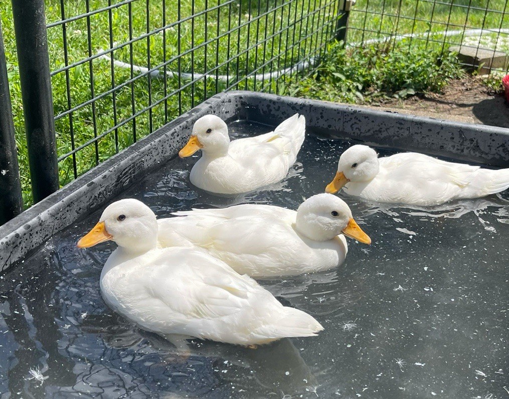 Fertile Pure White Call Duck 6 Hatching Eggs (Rare & Adorable Breed) Ship 3 Days
