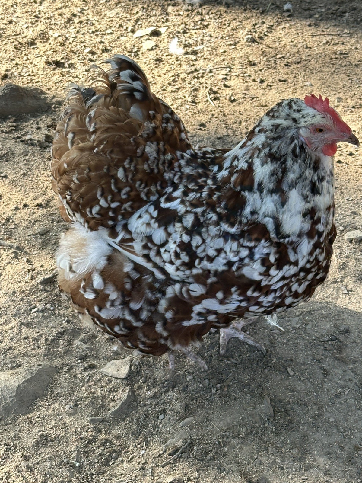 10+ Rare Breed Chicken Fertile Hatching Eggs Orpington, Cochin, Sweddish Flower