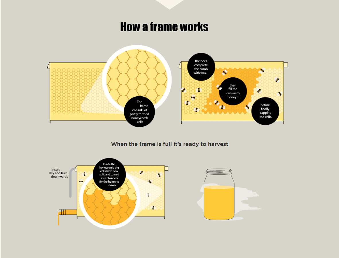 Auto Drain Honey Bee Hive Bee Boxes Beehive Starter Kit +7 Beekeeping Frames New