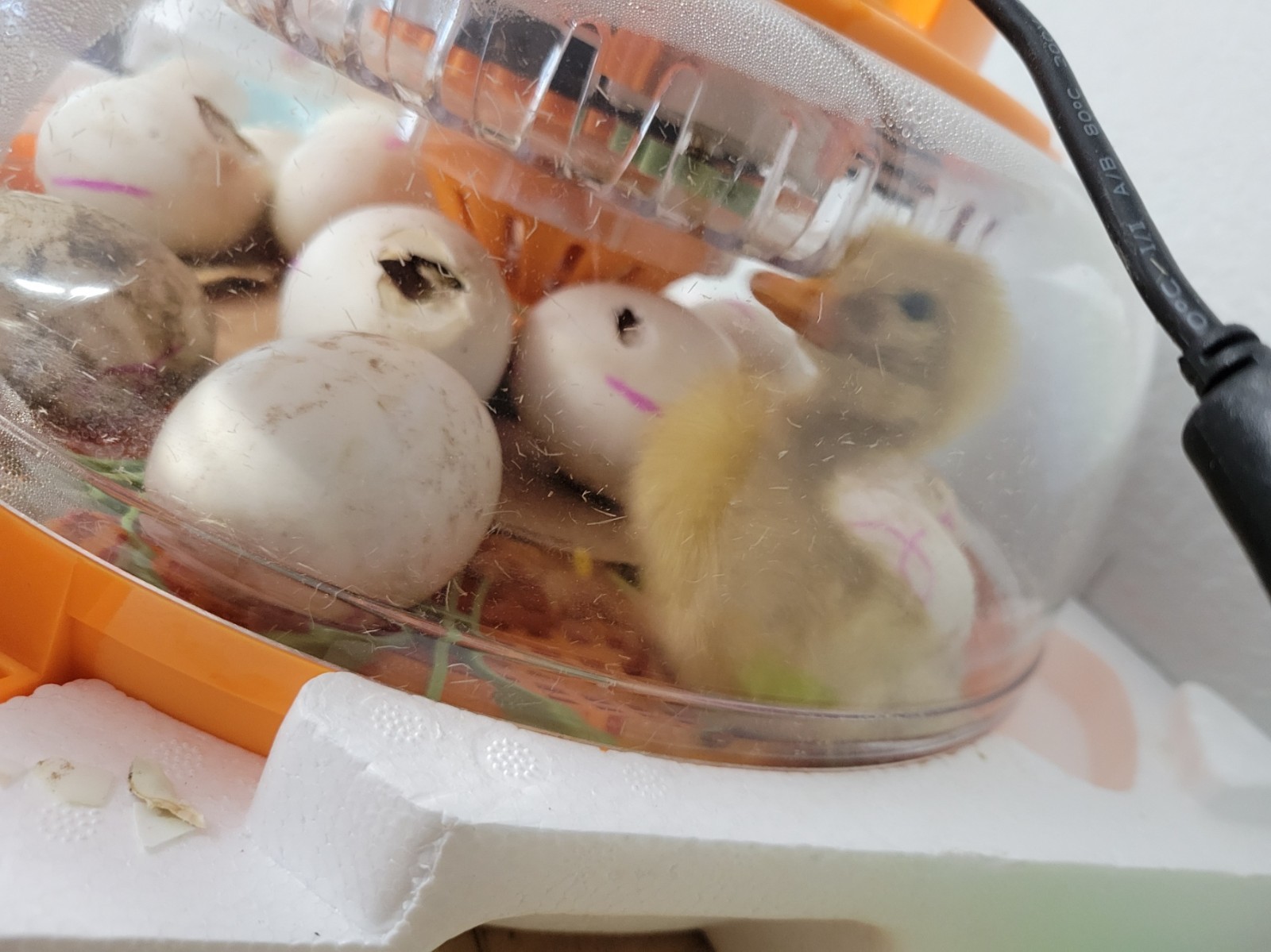 12 Fertile Jumbo Pekin Duck Hatching Eggs, Free Range, All Natural