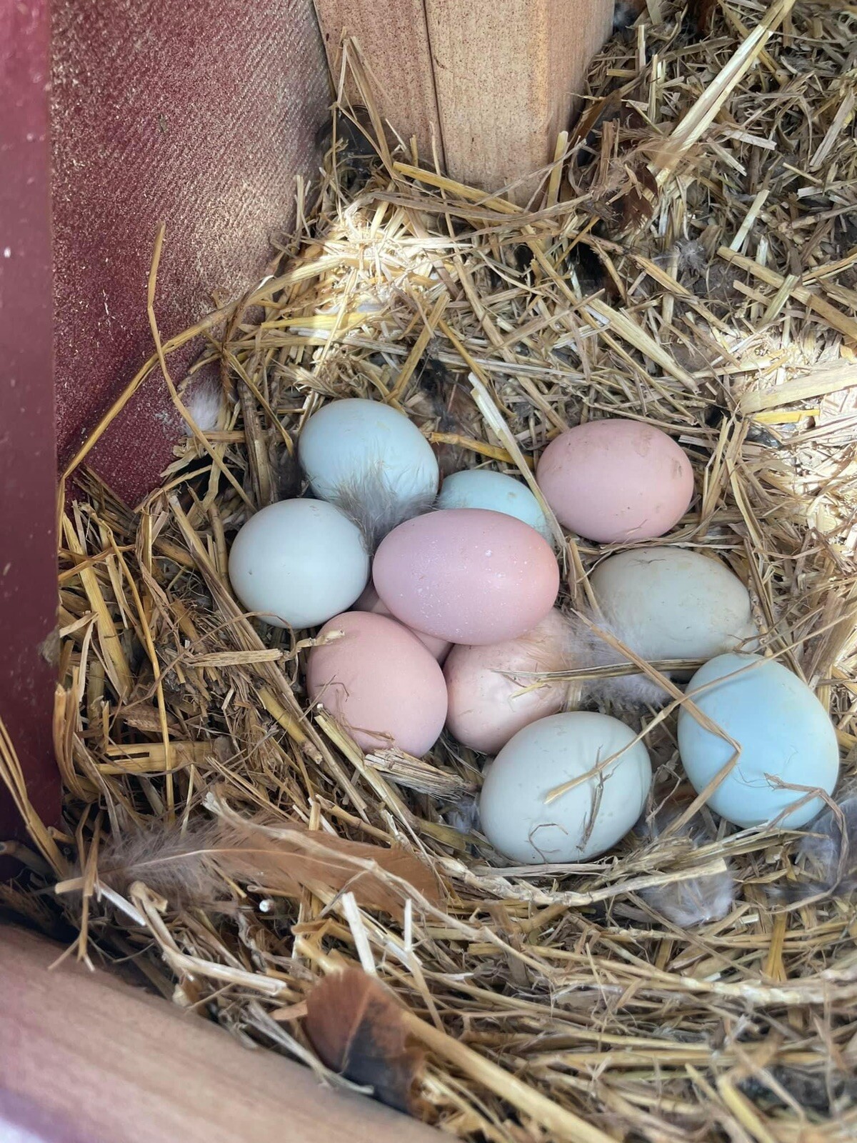 10+ Rare Breed Chicken Fertile Hatching Eggs Orpington, Cochin, Sweddish Flower