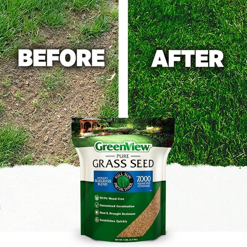 Pure Grass Seed Kentucky Bluegrass Blend 7 Lb 7000SqFt 14-28 Days Germinate