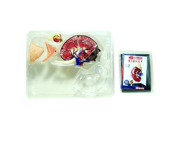 3D Kidney and Renal Corpuscle Anatomy Education Model 9.6 x 7.4 x 2.3 Inches US
