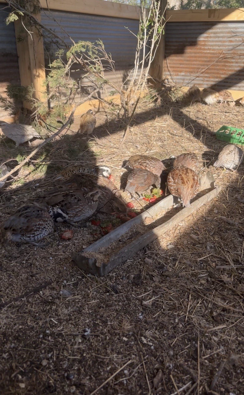 24+ Mixed Bobwhite Hatching Eggs