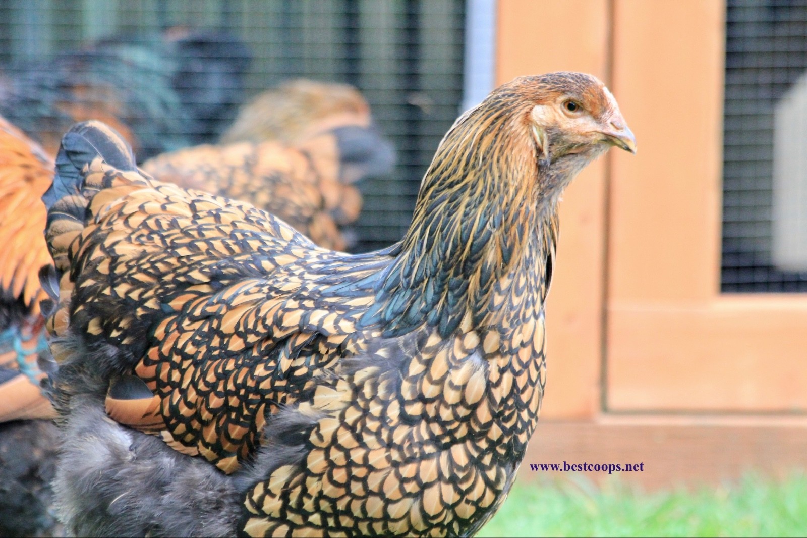 10+ Gold Laced Brahma Fertile Chicken Hatching Eggs Gentle Large Breed