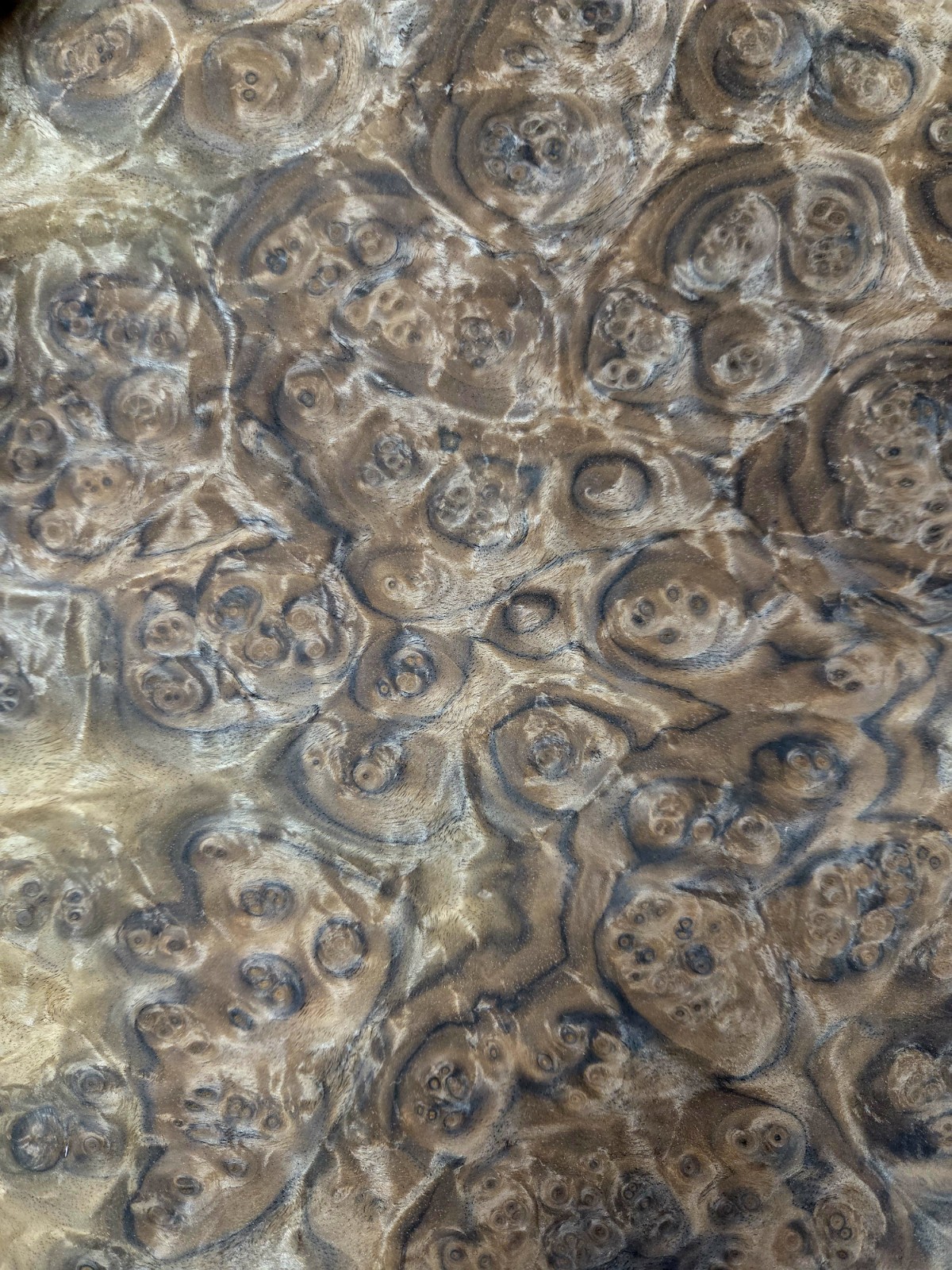 Walnut Burl Veneer:) 2@10.5×24″