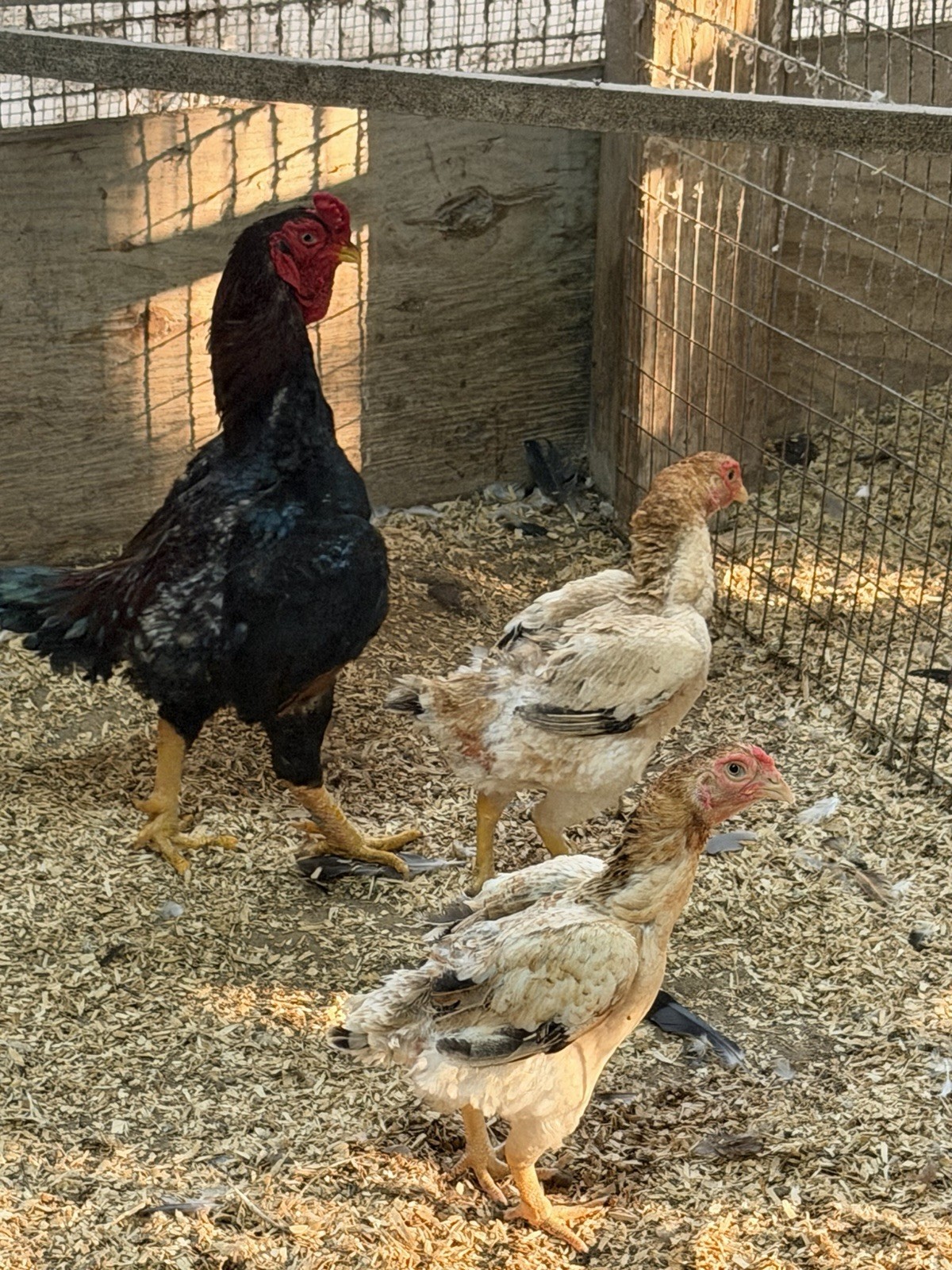 9 – KO SHAMO BANTAM EGGS VERY FRESH SUPERB QUALITY these will Ship 2day FedEx
