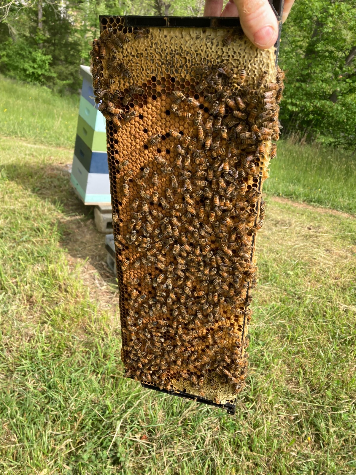 Live Caucasian Honey Bee Queen 50% * Mated, Marked & Laying * Ships 7-6-2026