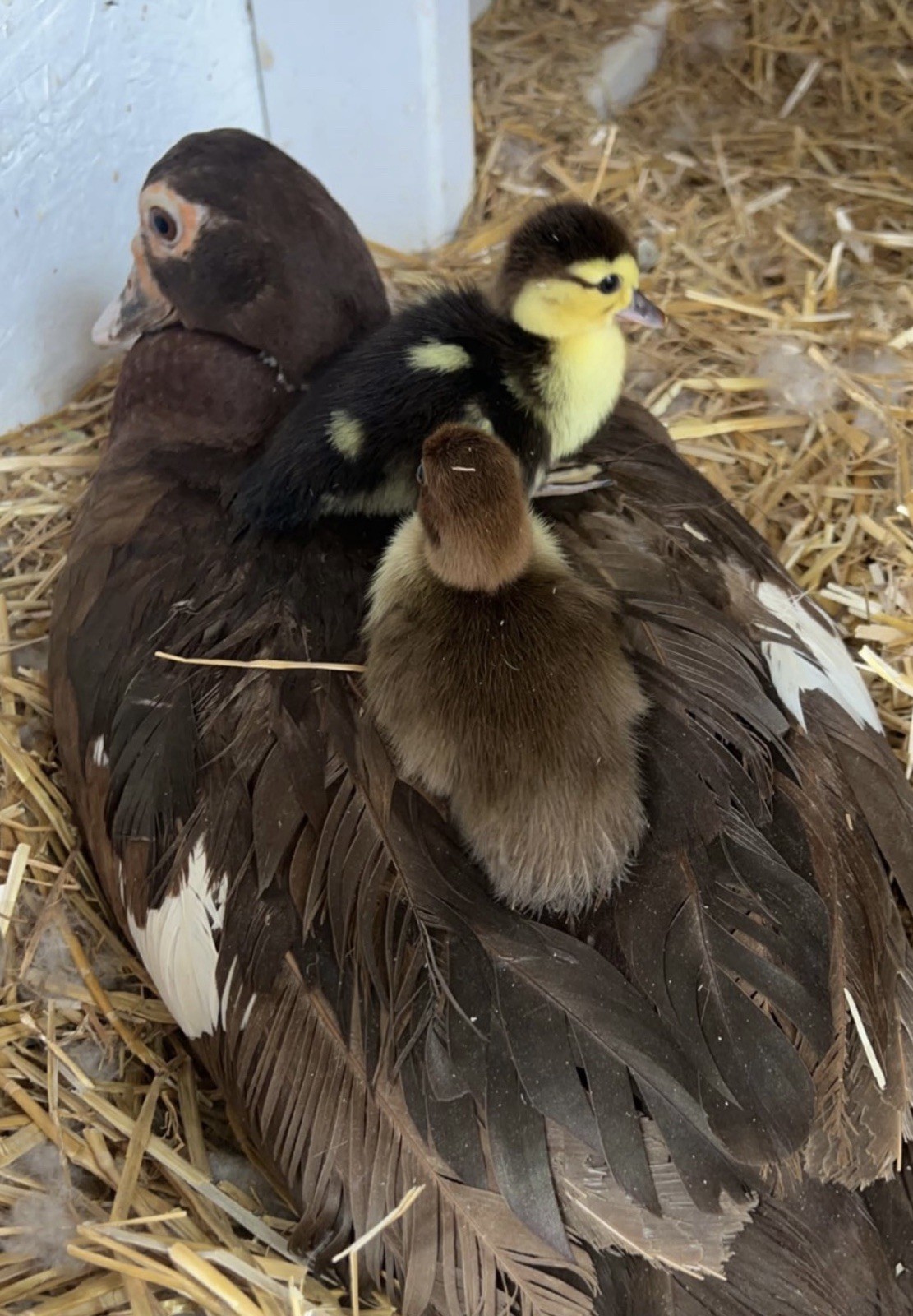 12+ Purebred Fertile Muscovy Duck Hatching Eggs (Rare Colors)