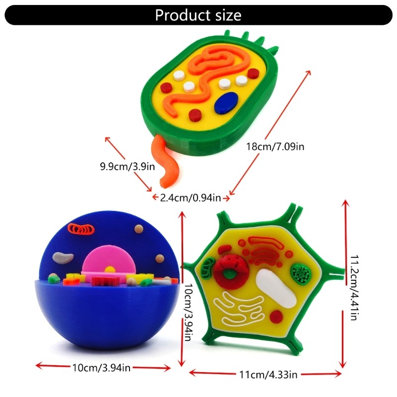Educational Animal Plant Cell Anatomy Model Biology Teaching Aid For Science Lab