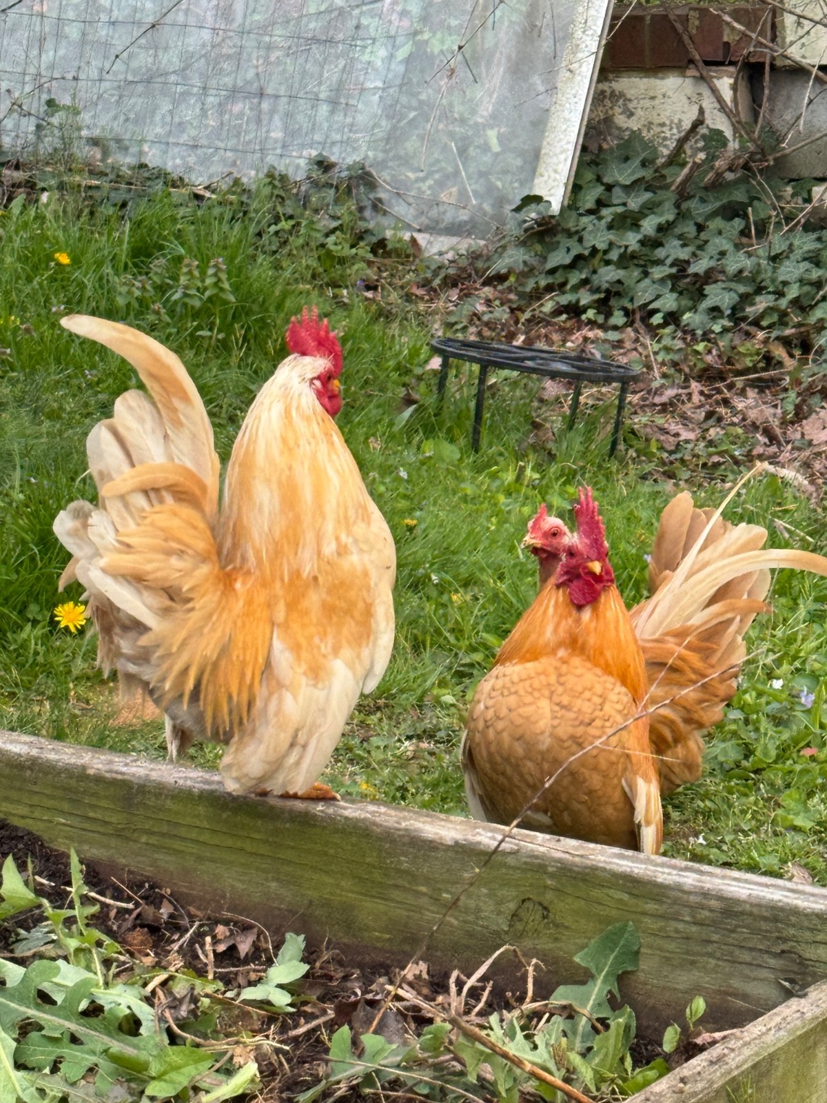 12+ small Quality Serama Chicken Hatching Eggs