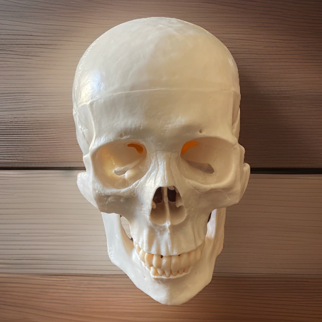 Life Size Human Skull Model 3-Part Magnetic Anatomy Teaching Replica