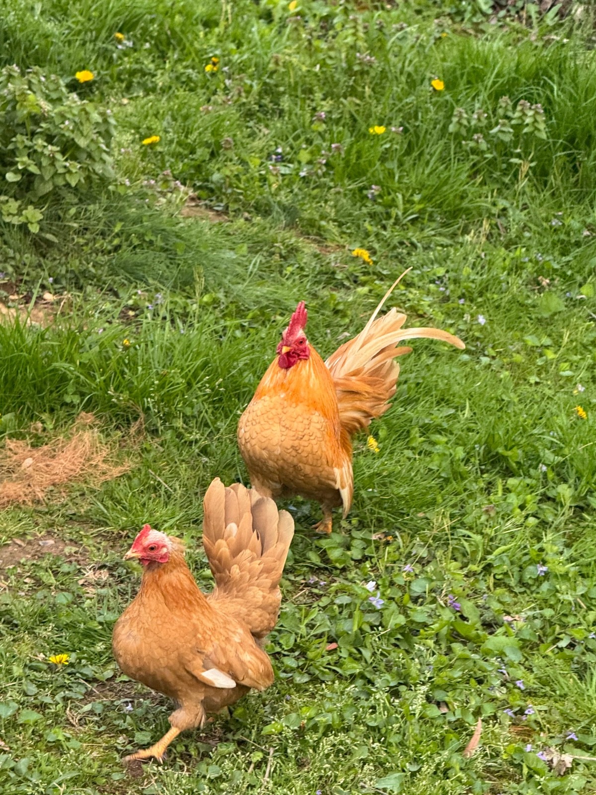 12+ small Quality Serama Chicken Hatching Eggs