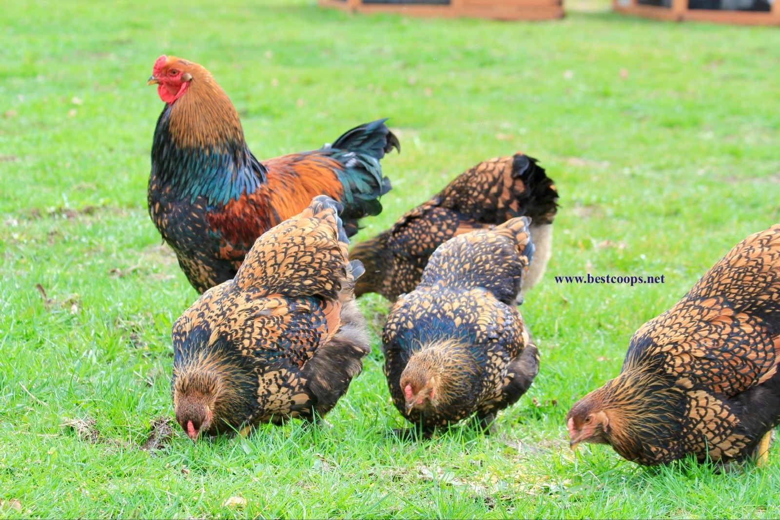 10+ Gold Laced Brahma Fertile Chicken Hatching Eggs Gentle Large Breed