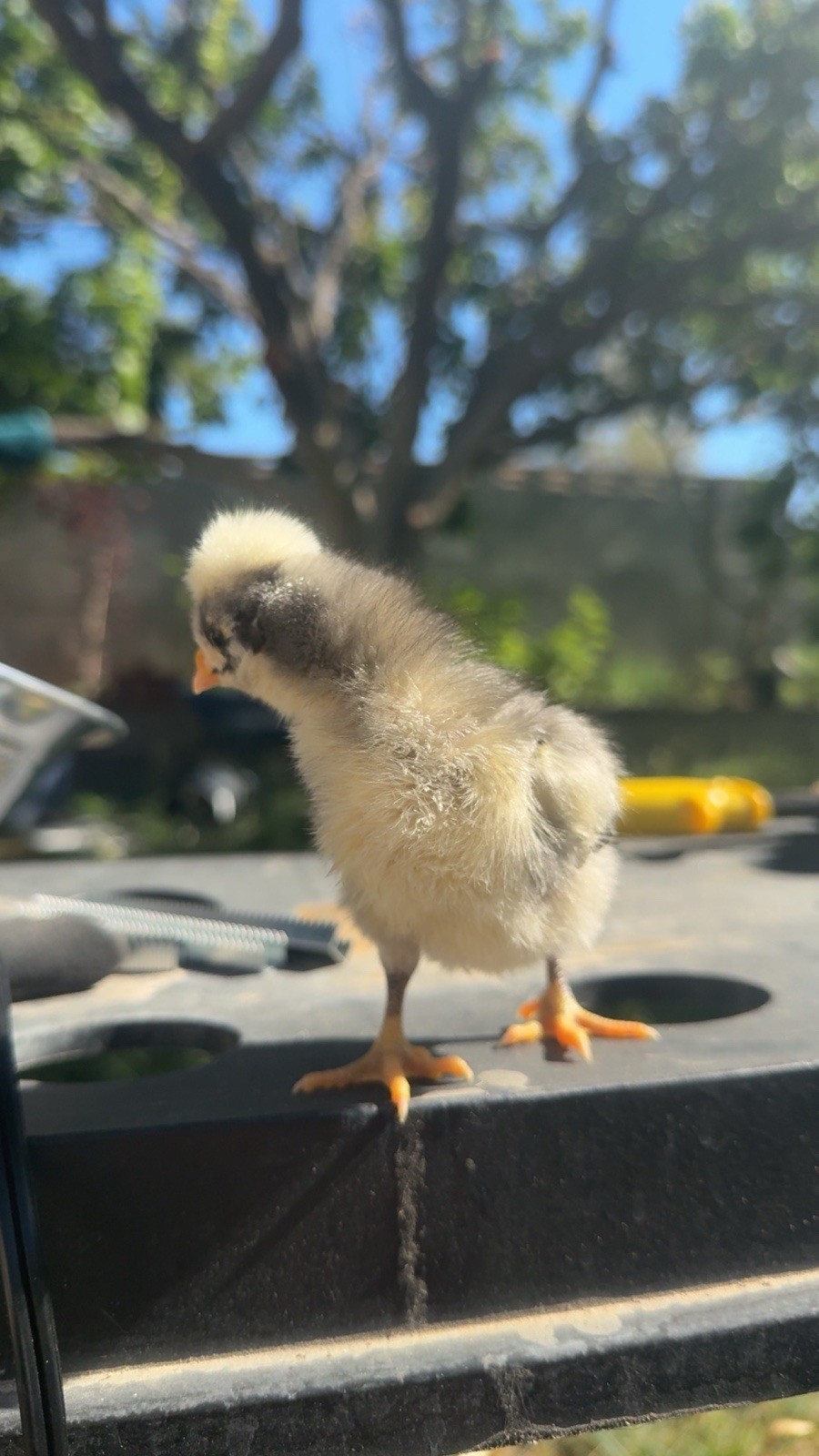 12+ FERTILE CHICKEN PUREBRED POLISH HATCHING EGGS QUICK SHIP USPS PRIORITY MAIL