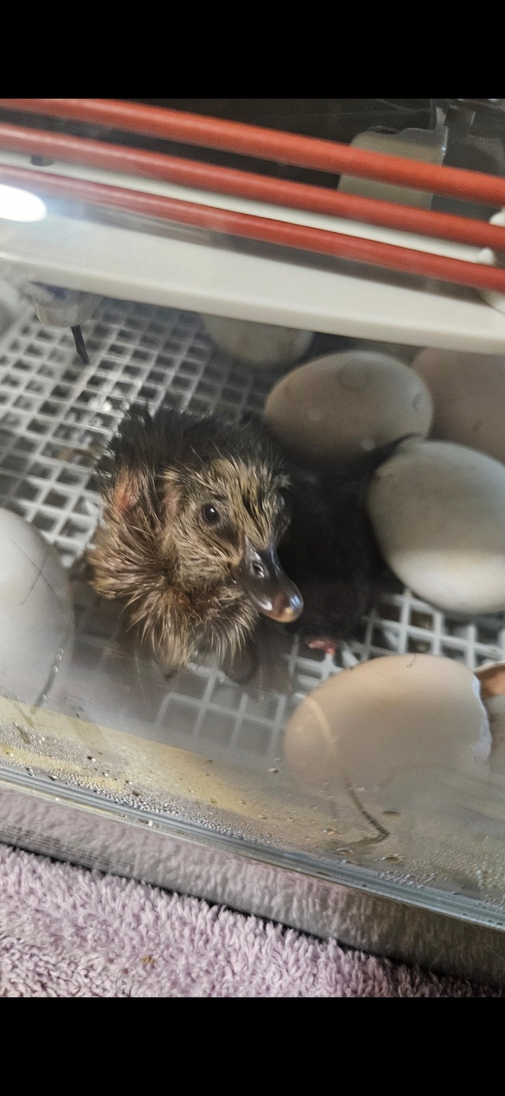 Purebred Khaki Campbell Duck Hatching Eggs – 12+ Fresh and Fertile