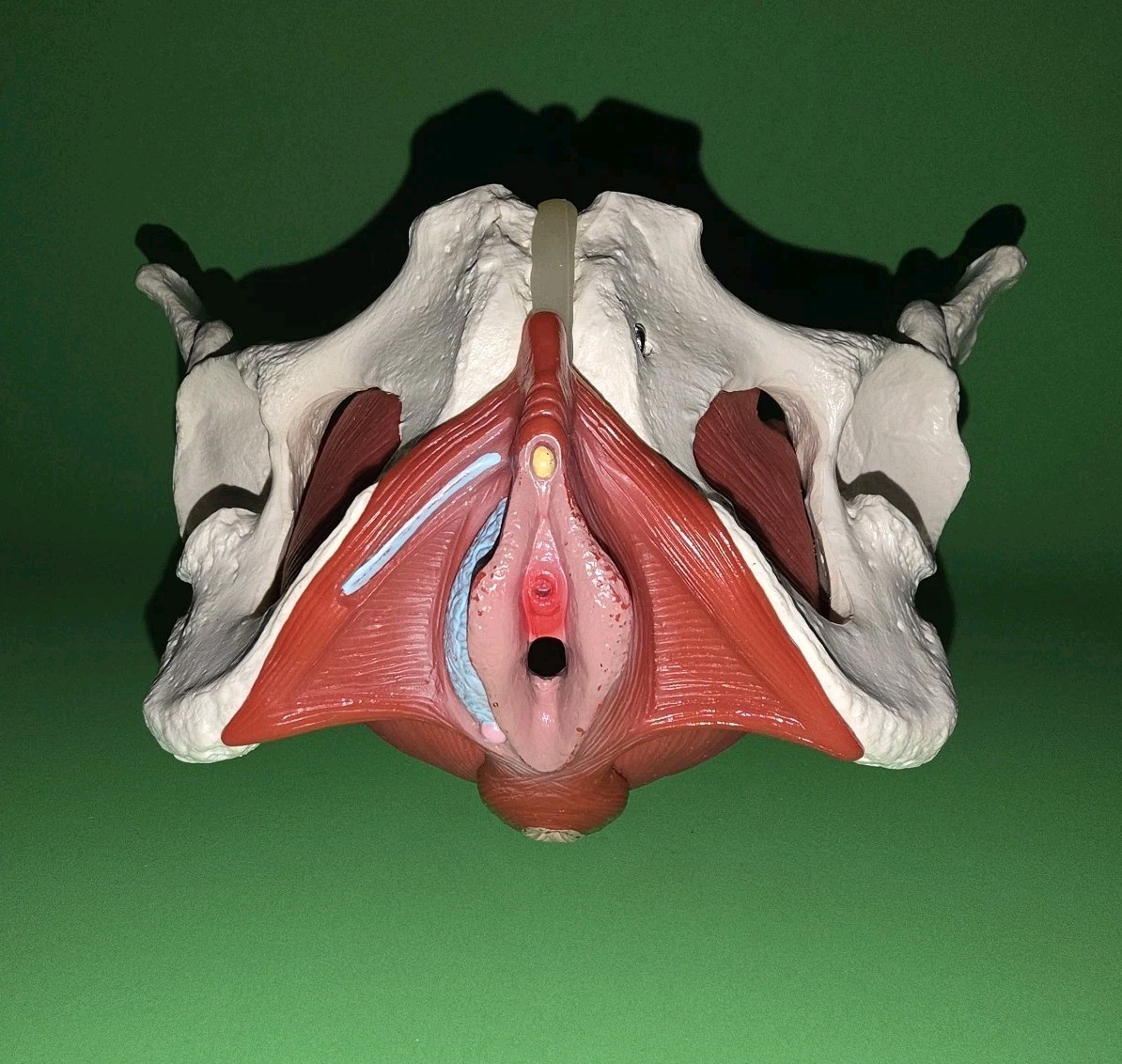 Female Pelvis Model Skeleton Medical Model for Display Midwife in Obstetrics