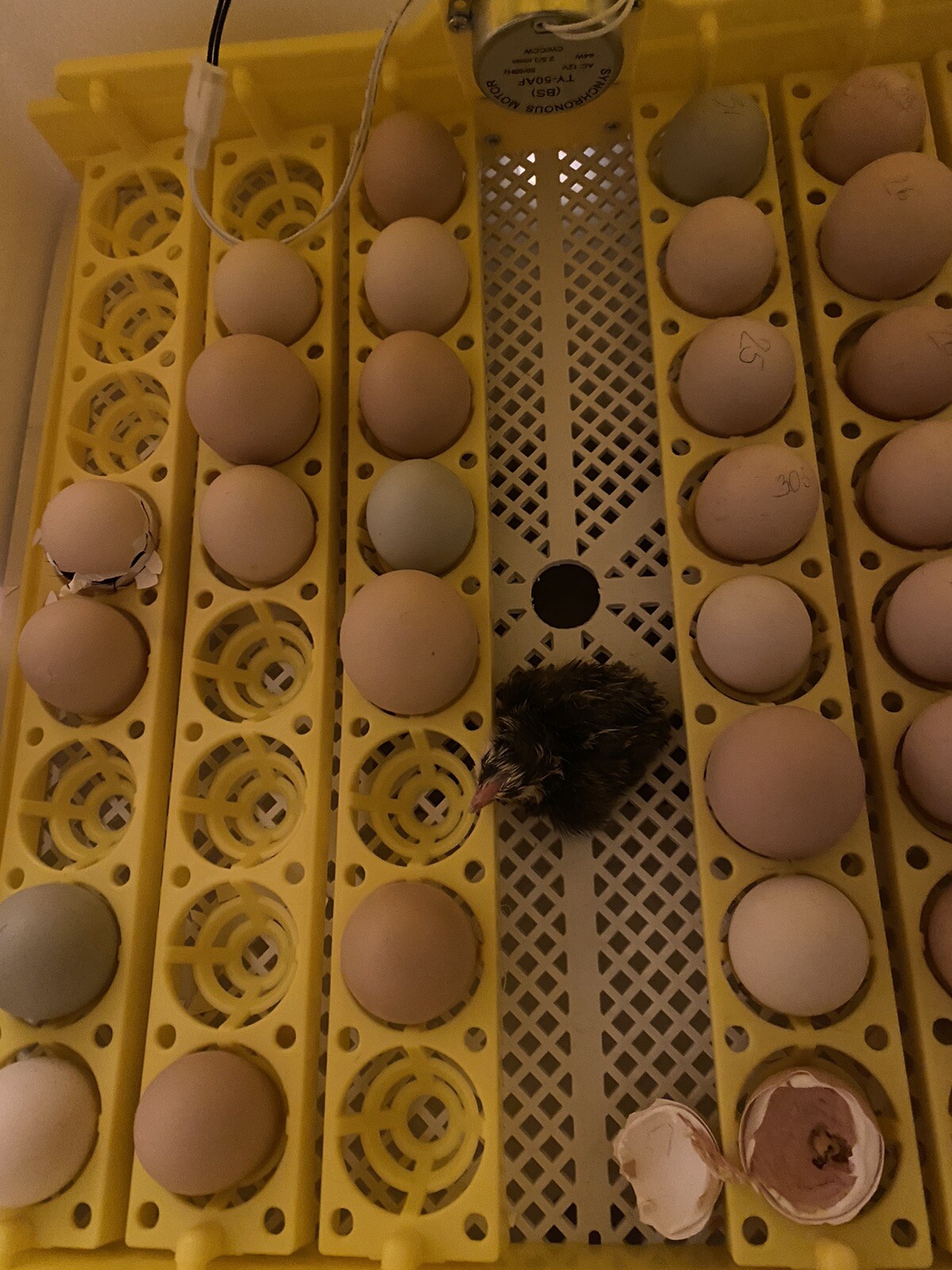 10+ Rare Breed Chicken Fertile Hatching Eggs Orpington, Cochin, Sweddish Flower