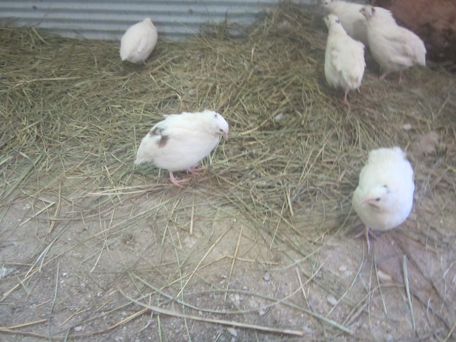 120 Jumbo White X Texas A&M coturnix Quail Hatching eggs HEATED Shipping