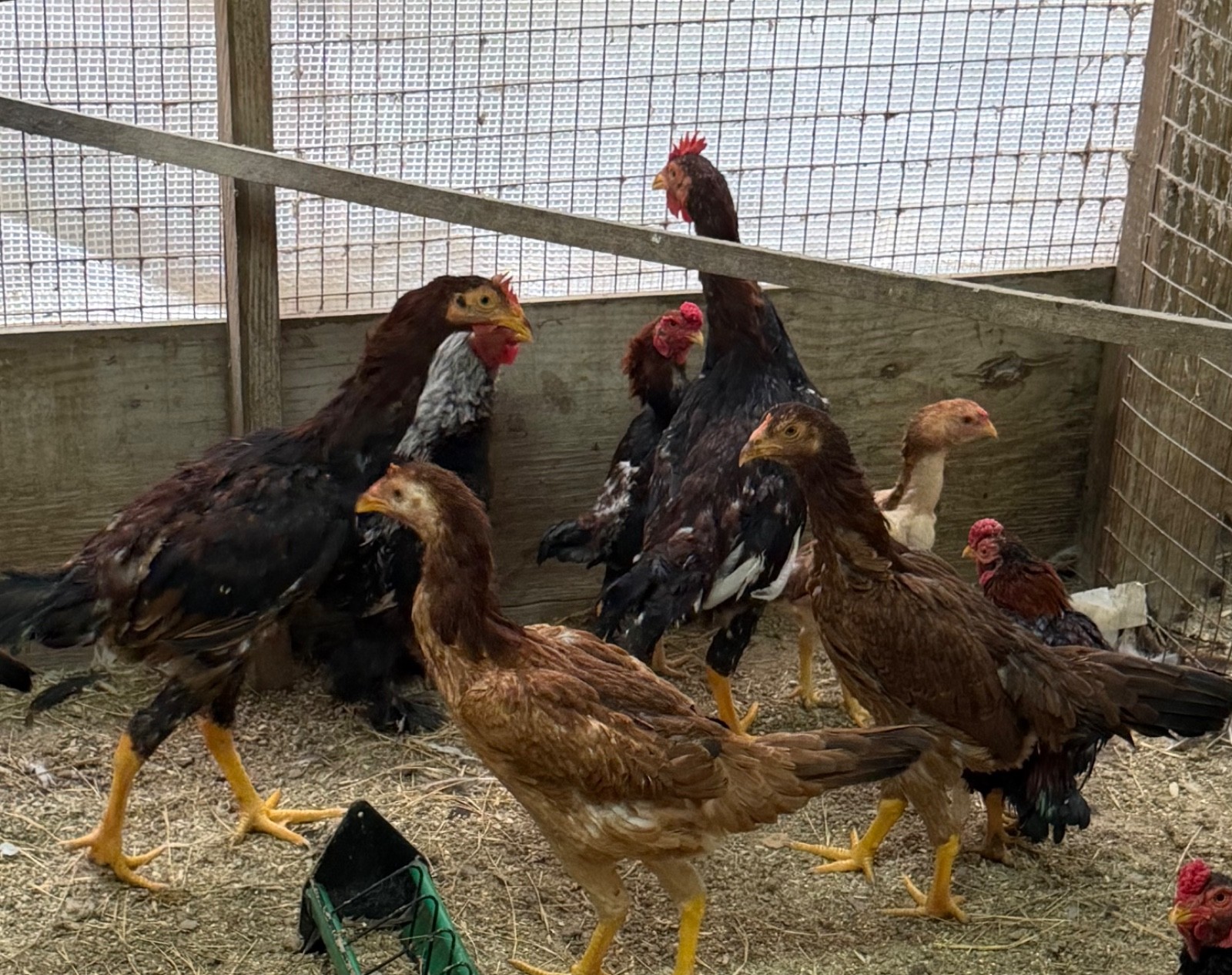 7 FRESH Indio Gigante Hatching Eggs shipped either USPS or 2 Day FedEx