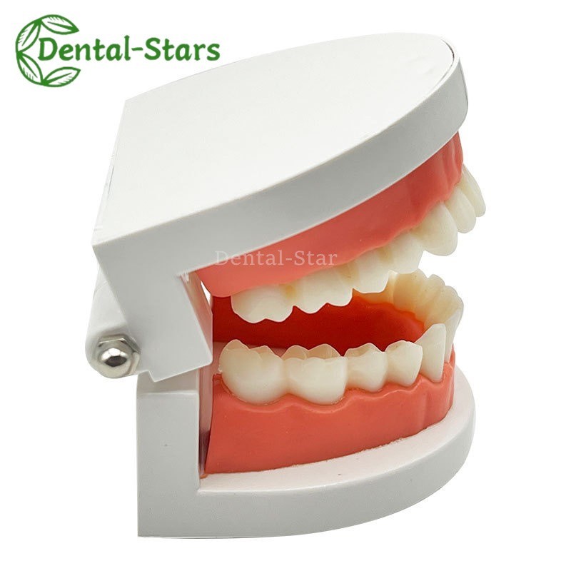 Dental False Teeth Model Kid Child Teach Study Demonstration Adult Standard Mode