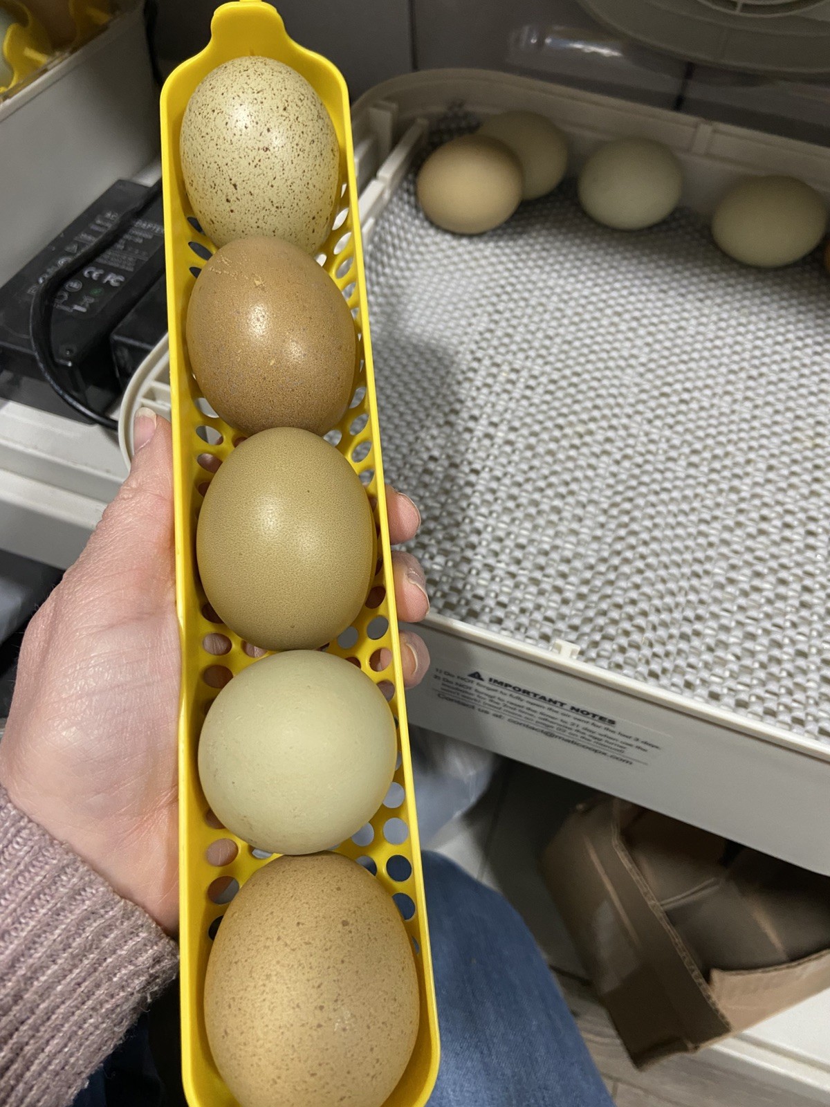 (6) F1, F2, F3 Speckled Olive Moss Egger Hatching Eggs