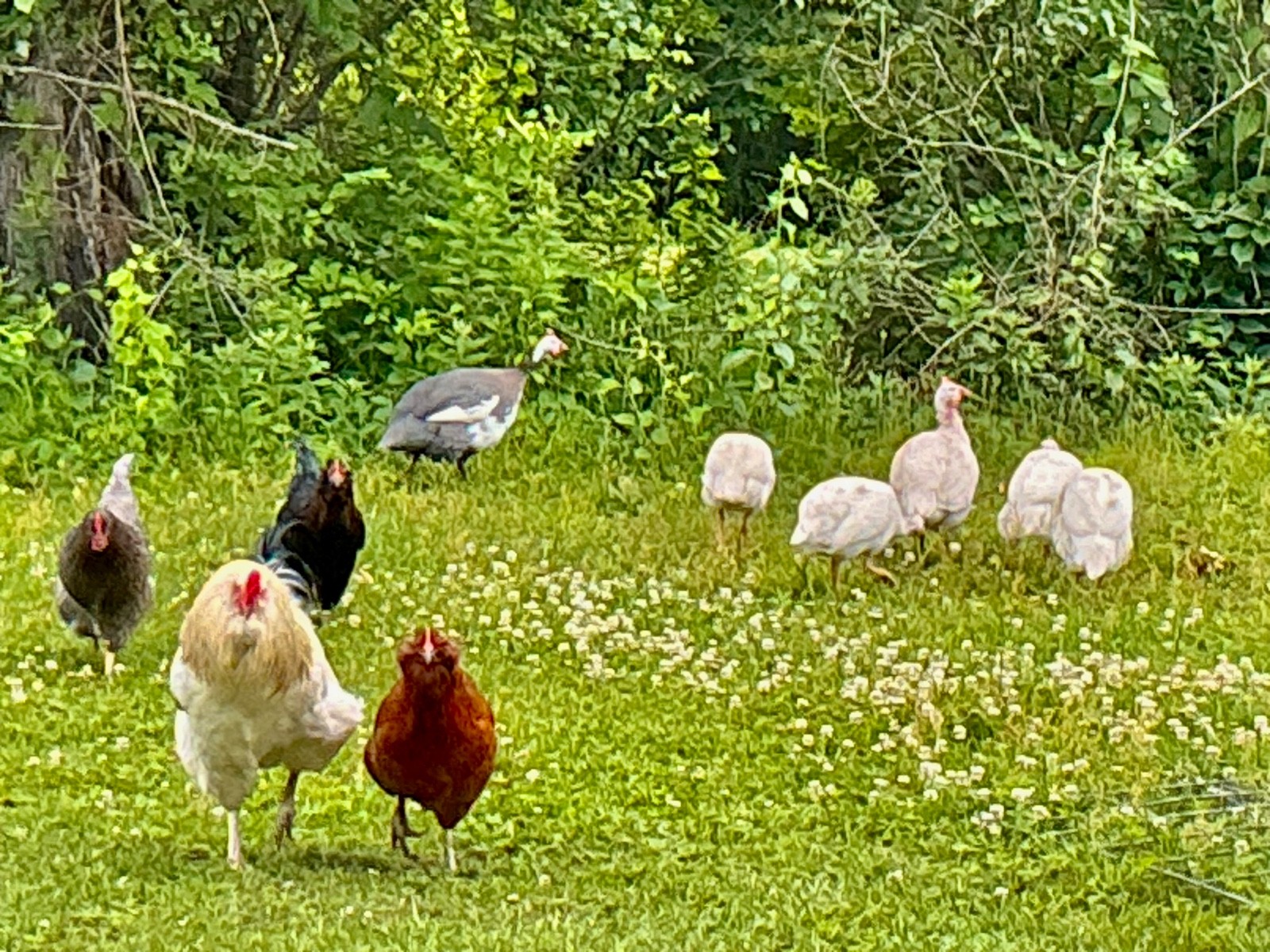 6 Fertile Guinea Fowl Hatching Eggs, Mixed Barnyard Flock, Beautiful Colors!