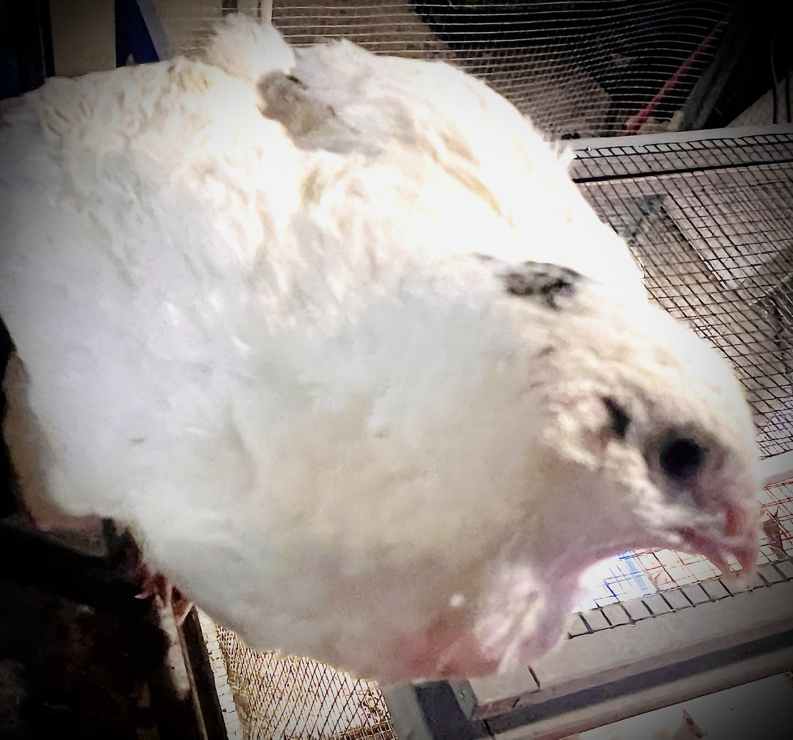 32+4 extra Jumbo Coturnix Quail Hatching Eggs( Brown, Tuxedo, Cinnamon, White )