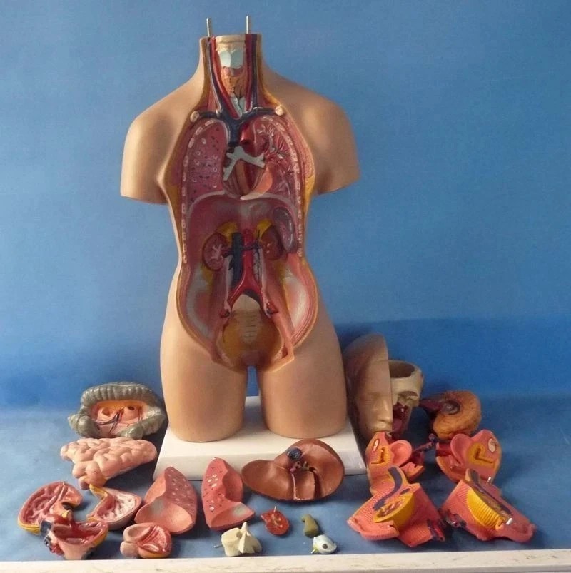 Human Torso 21» Model Assembled Medical Human Anatomy Body Educational Science