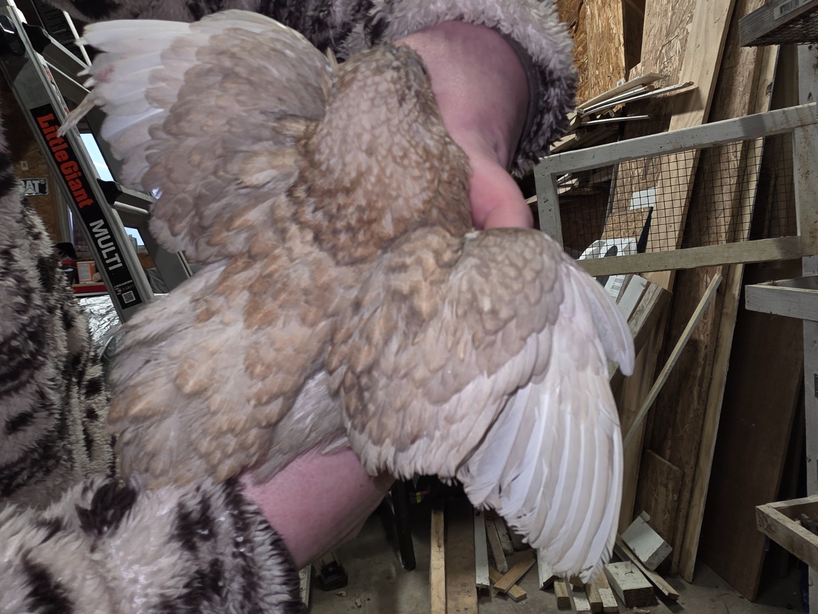24 (2 dozen) quail hatching eggs coturnix mixed with jumbo all colors