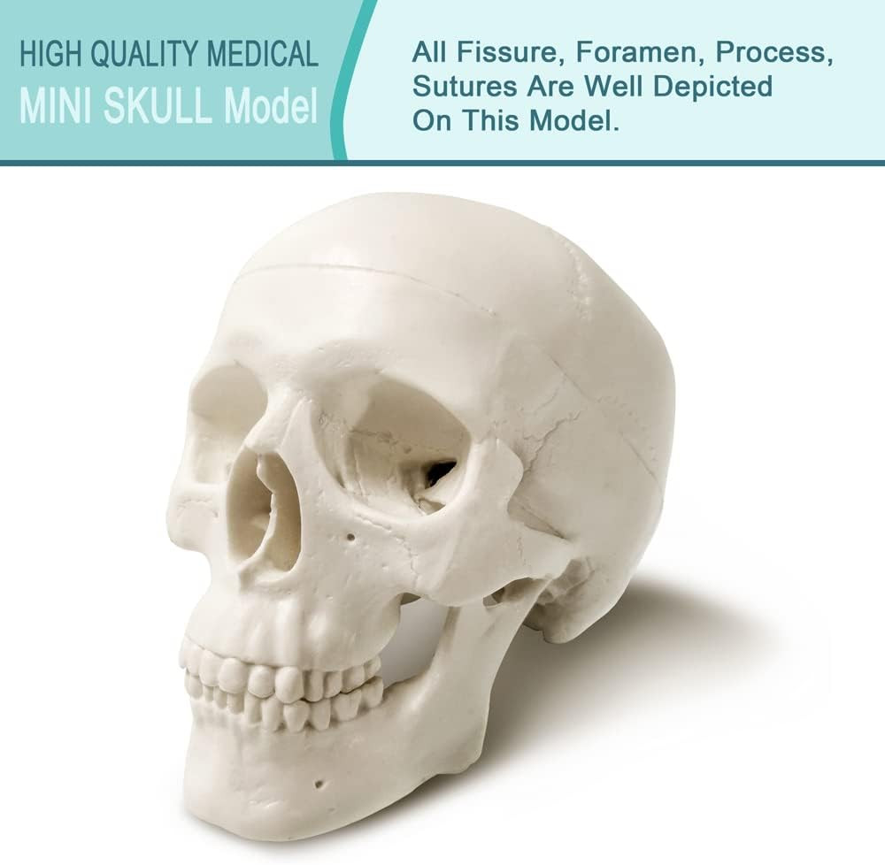 2026 New Human Skull Model,3 Part With 2-Part Human Brain;Half Life Size Skull w