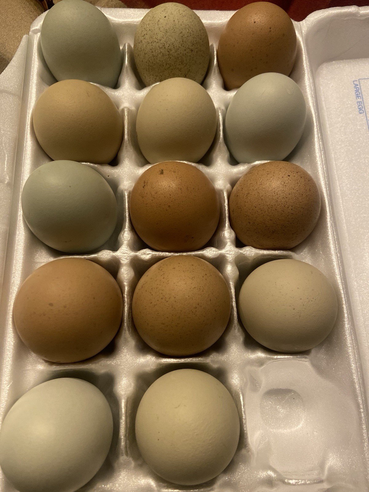 (6) F1, F2, F3 Speckled Olive Moss Egger Hatching Eggs