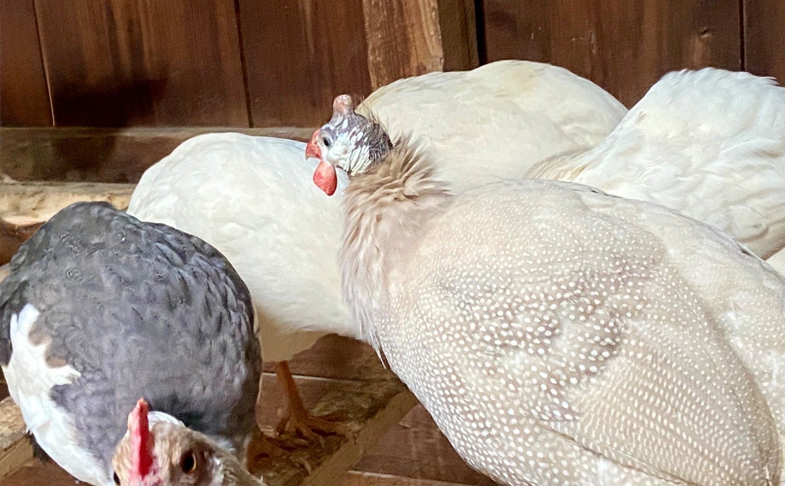 6 Fertile Guinea Fowl Hatching Eggs, Mixed Barnyard Flock, Beautiful Colors!