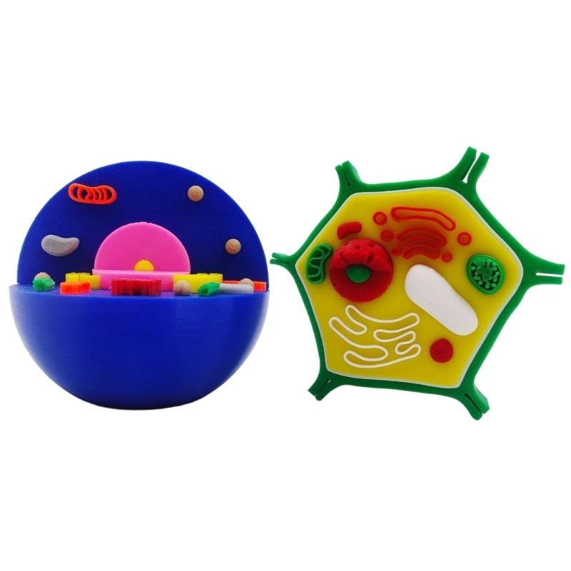 Educational Animal Plant Cell Anatomy Model Biology Teaching Aid For Science Lab