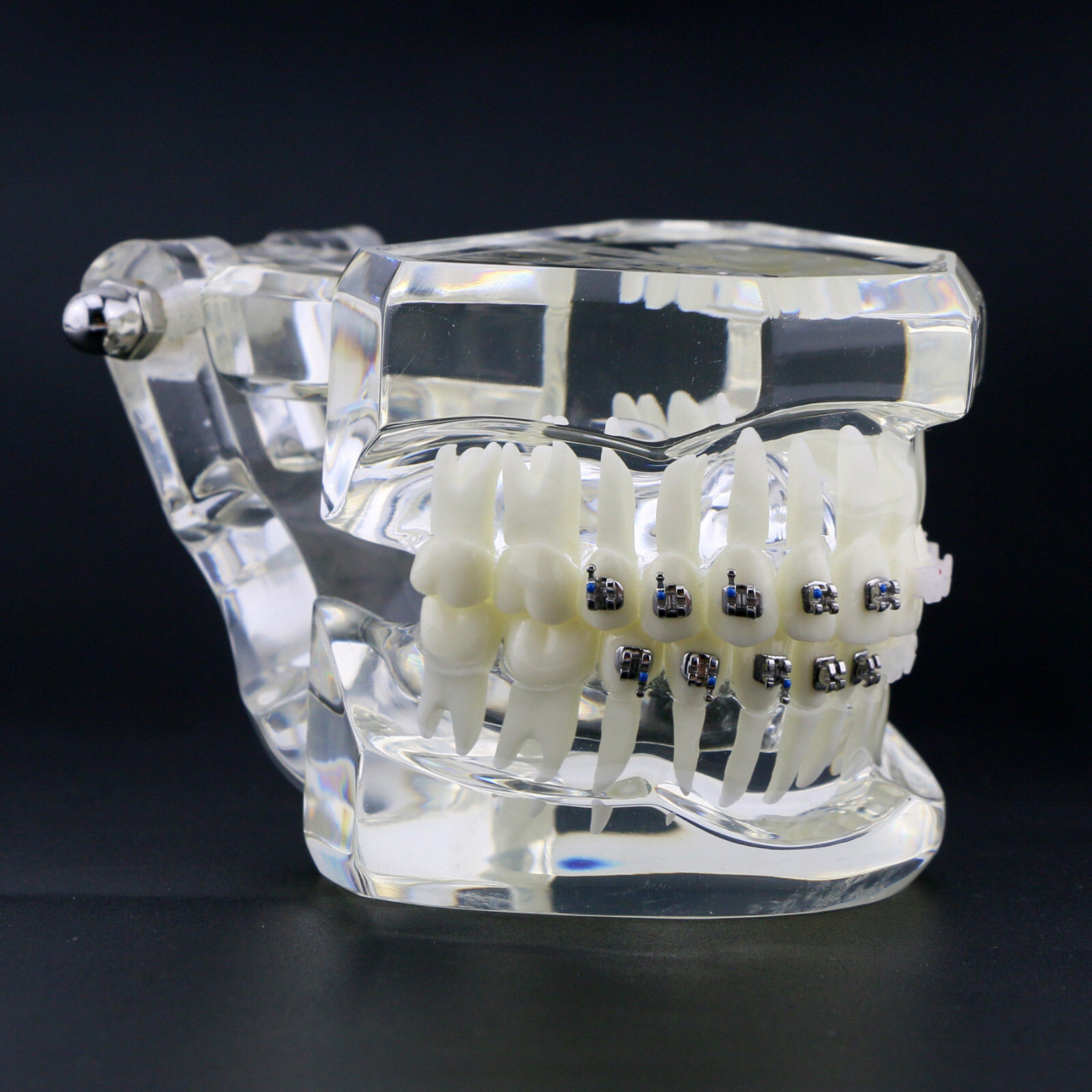 Dental High Quality Material Transparent 3003 Teeth Models With Metal Ceramic