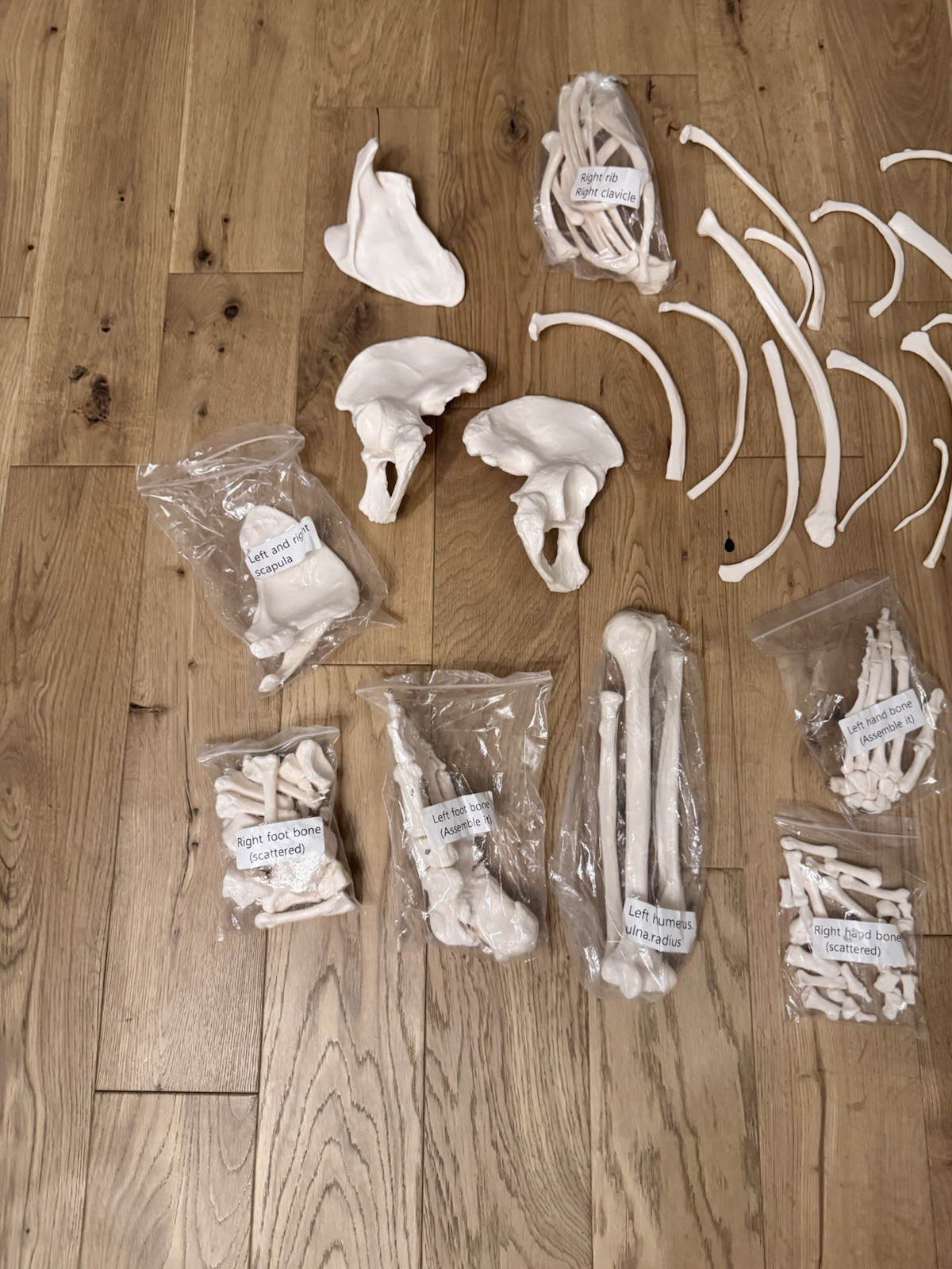 Life Size Human Anatomical Skeleton Bone Set Medical Teaching Model No Skull